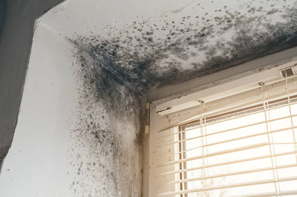 Affordable Mold Remediation solutions in Onancock, VA